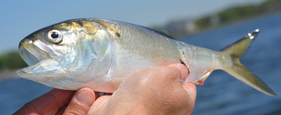 menhaden