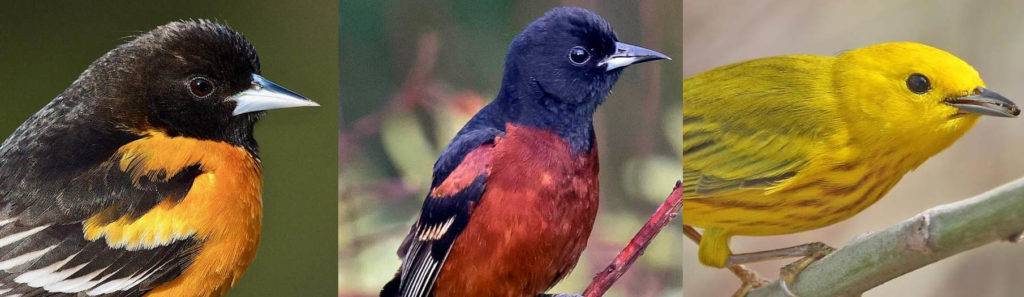 How to Identify Different Species of Orioles - Mosaic Birds Blog