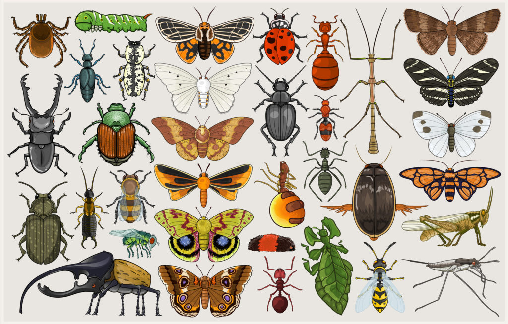 https://www.blog.sawmillriveraudubon.org/wp-content/uploads/2021/10/entomology_mumbo_jumbo_by_killskerry-d4cg7a2-1024x654.jpg