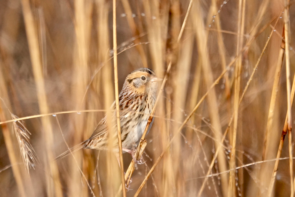 A Fascination Of Sparrows Saw Mill River Audubon