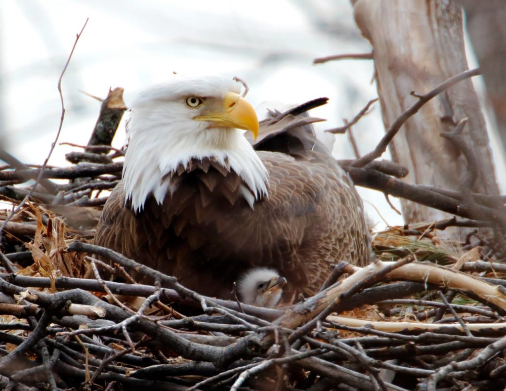 The First Egg of 2023 Arrives for Big Bear's Beloved Bald Eagles