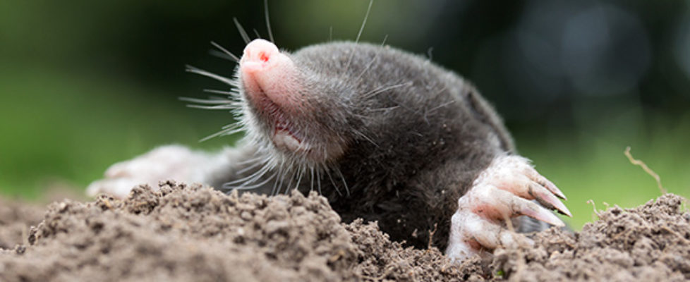 mammal_mole_600x300