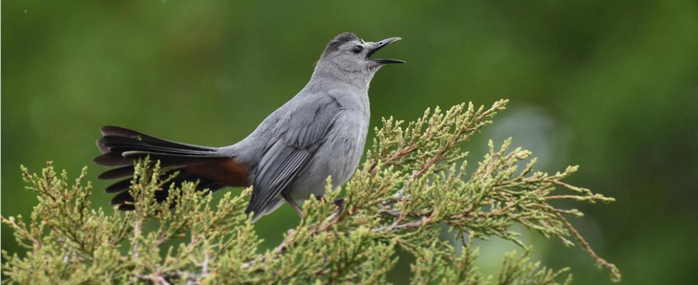 Screenshot 2024-02-05 at 17-09-38 Tom on Instagram Catbird singing in the rain #graycatbird