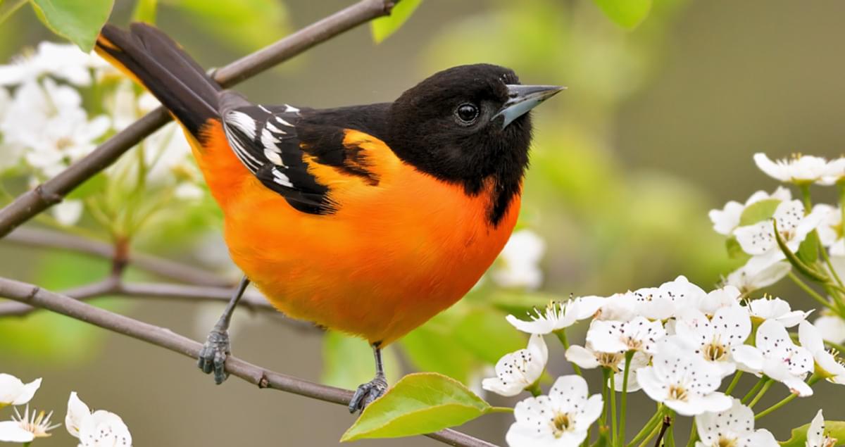 Baltimore Oriole male. Photo: Macaulay Library #335265051, Grace C.