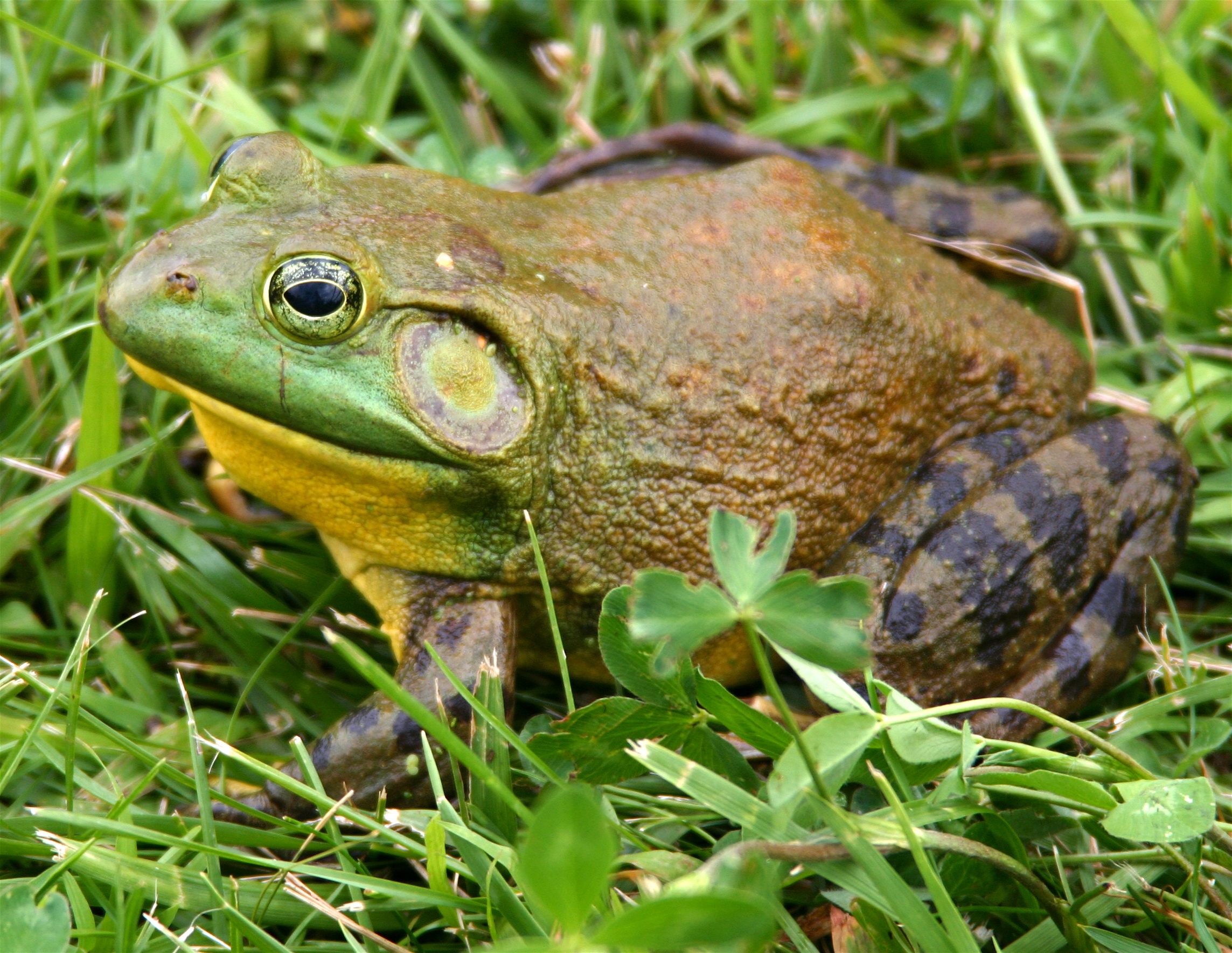 Bullfrog. https://en.wikipedia.org/wiki/American_bullfrog