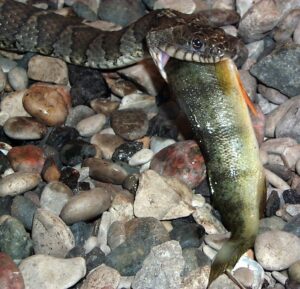 Northern Water Snake eating a fish. Photo: https://www.ontarioparks.ca/parksblog/pinery-watersnake/