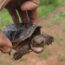 baby-snapping-turtle2