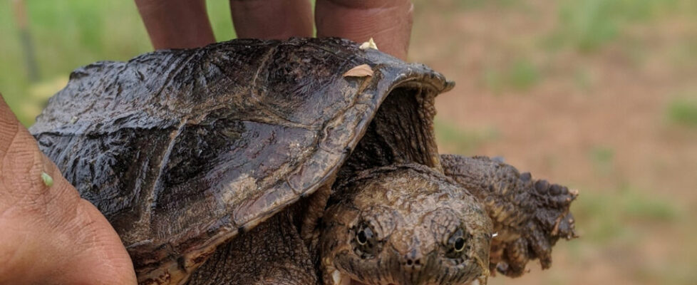 baby-snapping-turtle2