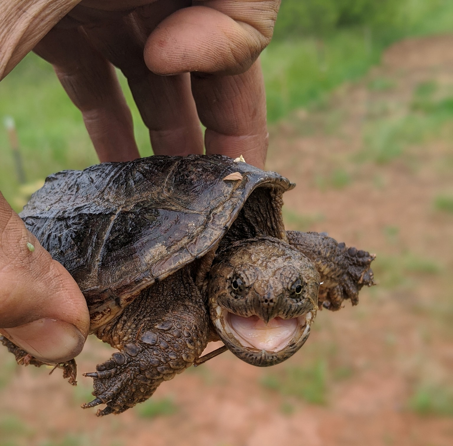 Snapping Turtle hatchling. Photo: https://www.bluebirdfarmnc.com