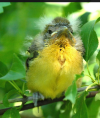 Baltimore Oriole fledgling. Photo: Chip Miller