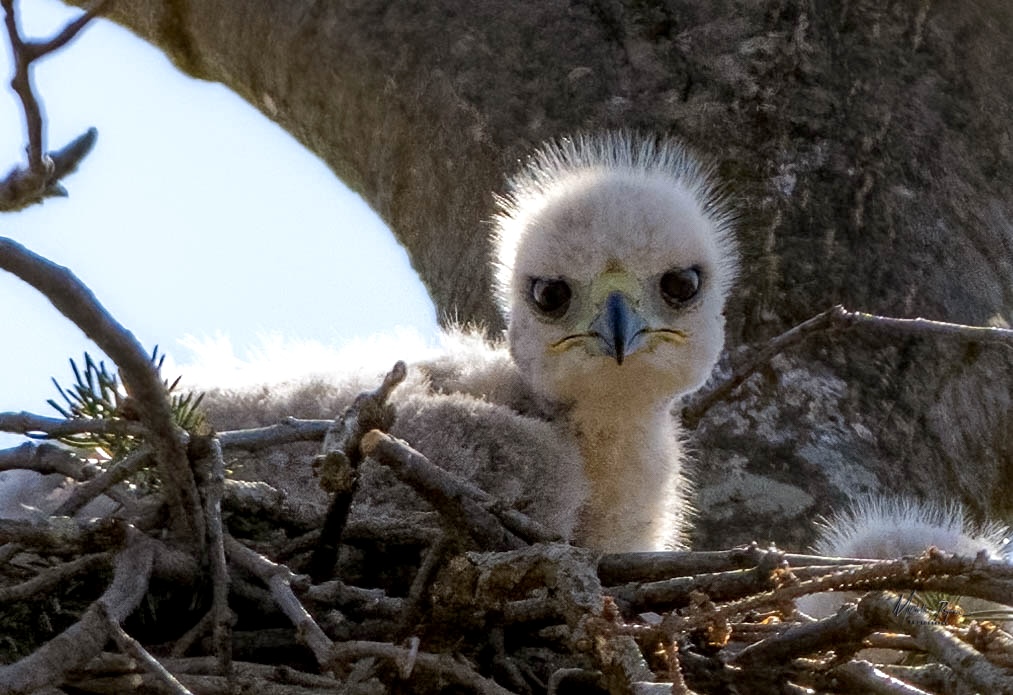 One of the Croton Point Park Red-tailed Hawk nestlings back on April 26, 2024. Photo: Michelle Brigman