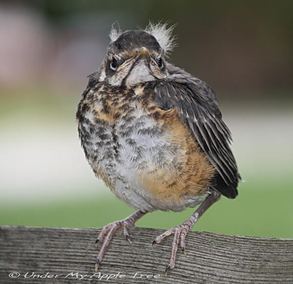 American Robin fledgling. https://undermyappletree.net/2011/06/04/weekend-birding-fledgling-robin/