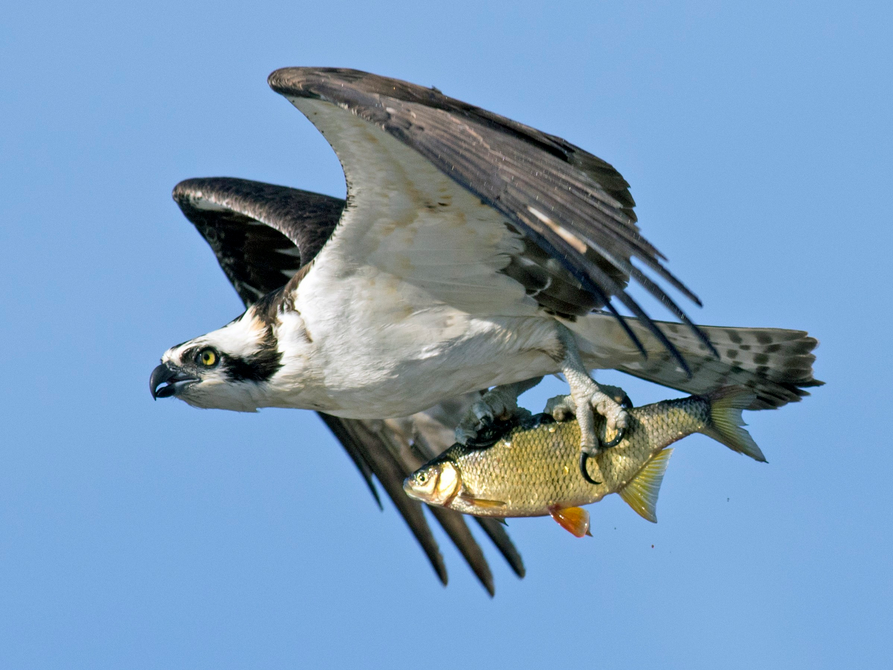 Osprey. Photo: David Brown. https://macaulaylibrary.org/photo/54168791