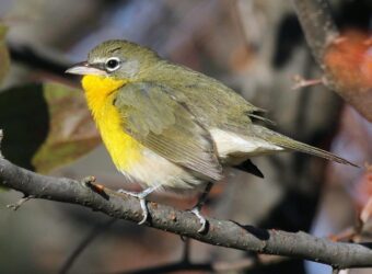 Yellow-breasted Chat