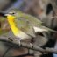 Yellow-breasted Chat