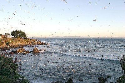 So many gulls. Source: https://ebird.org/news/counting-201