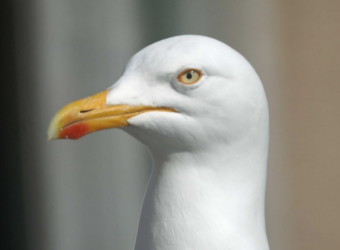 Herring-Gull-Face