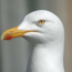 Herring-Gull-Face