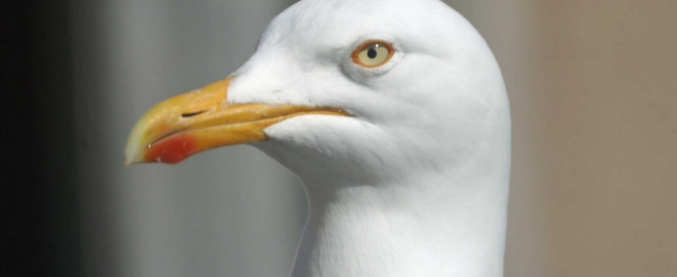 Herring-Gull-Face