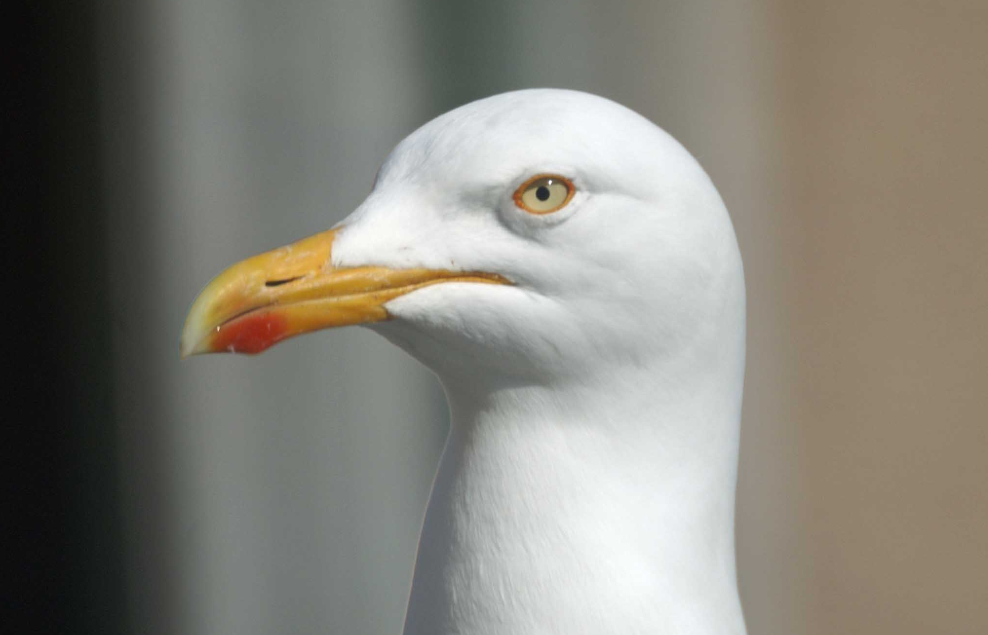 Herring Gull stare.