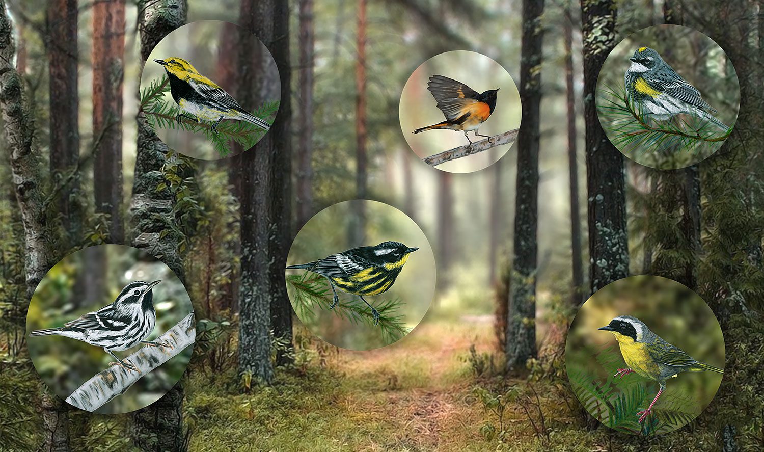 So many pretty warblers! Source: https://www.allaboutbirds.org/news/spruce-woods-warblers-revisited-60-years-later-the-cast-of-characters-has-changed/